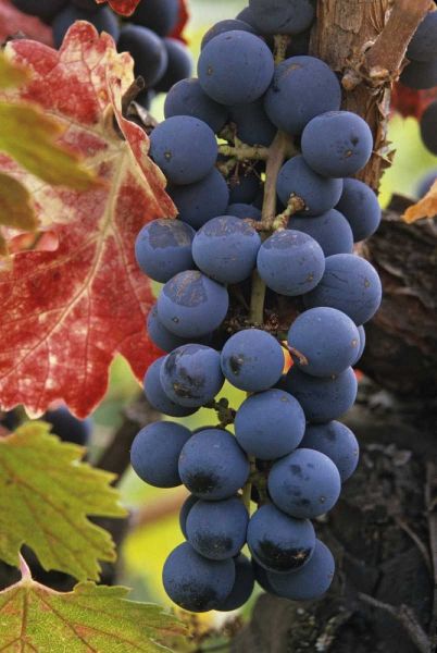 CA, Detail of Cabernet Sauvignon grapes